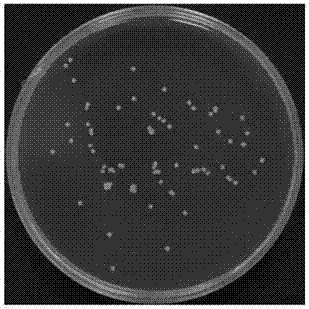 Antimicrobial nano-particle preparation method using metal-organic framework as biocarrier for packing medicine