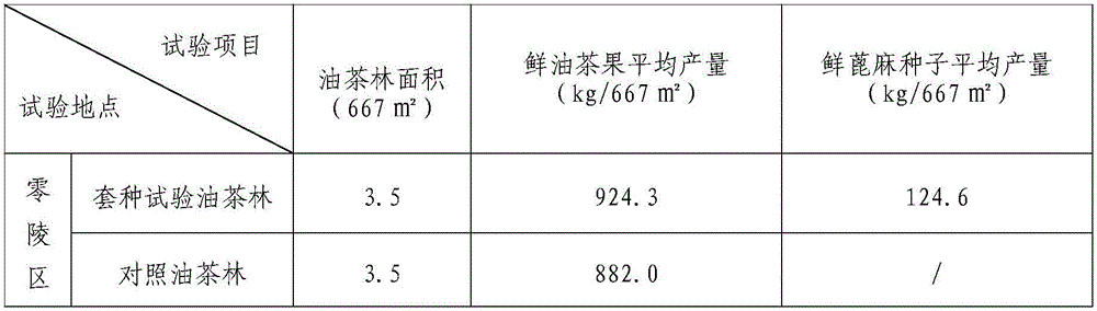 Method for interplanting castor-oil plants under oil tea forests