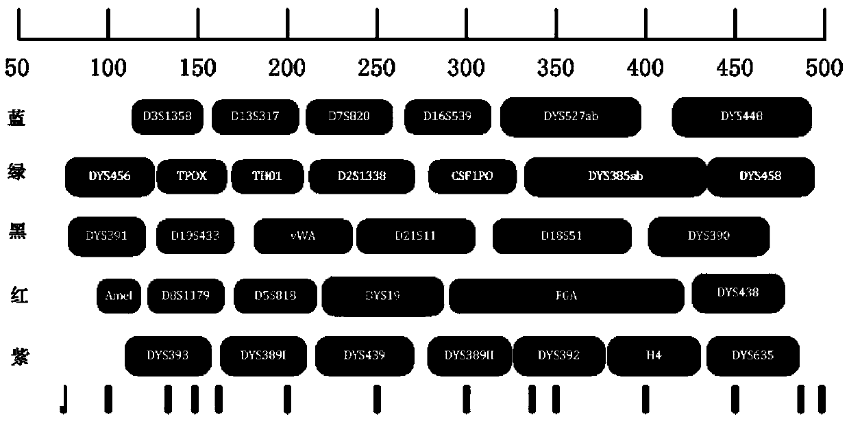 Fluorescence-labeled multiplex amplification kit for simultaneously amplifying human autosome and y-chromosome str loci and its application