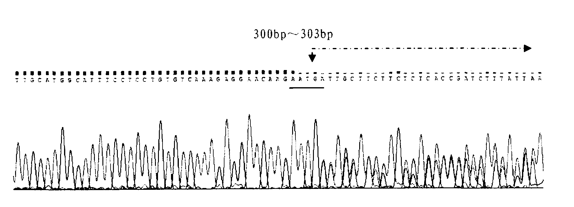 Method for identifying pure Hareford bulls and hybrid Hareford bulls