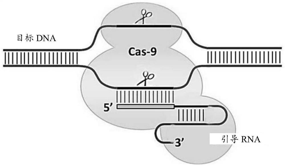 SgRNA and use thereof in repairing abnormal splicing of introns