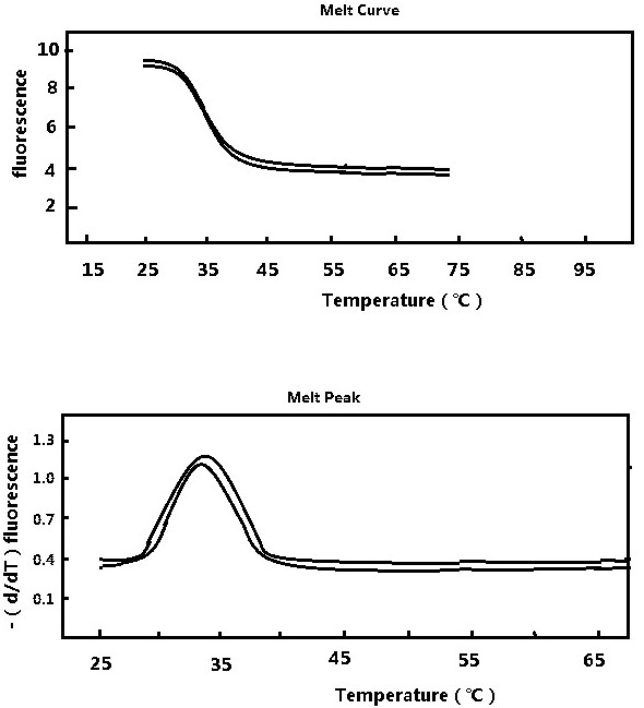 High-risk human papilloma virus typing detection method and kit