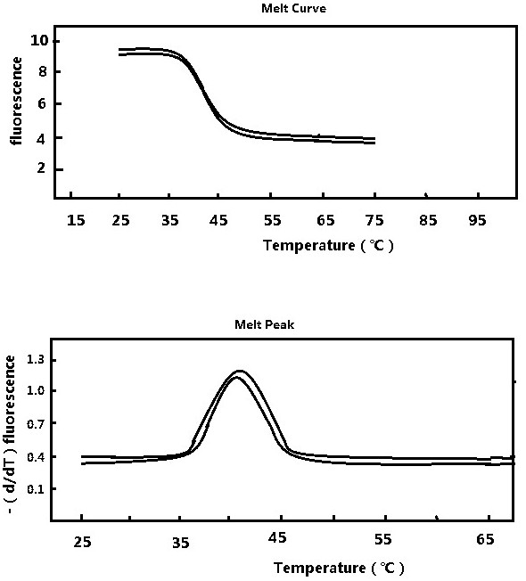 High-risk human papilloma virus typing detection method and kit