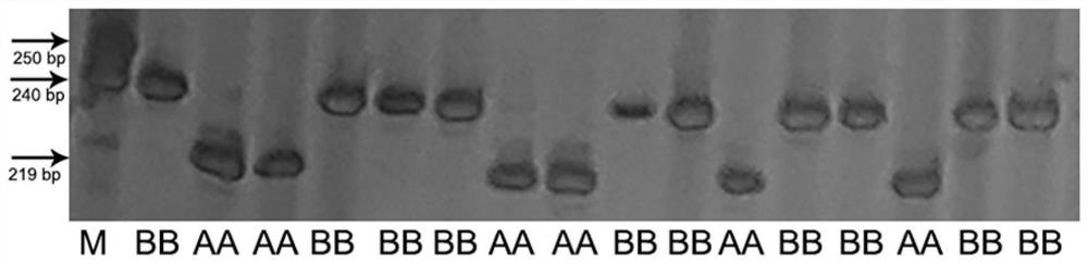 Molecular marker closely linked with major QTL (quantitative trait loci) of lateral root number in wheat seedling stage as well as detection primer and application of molecular marker