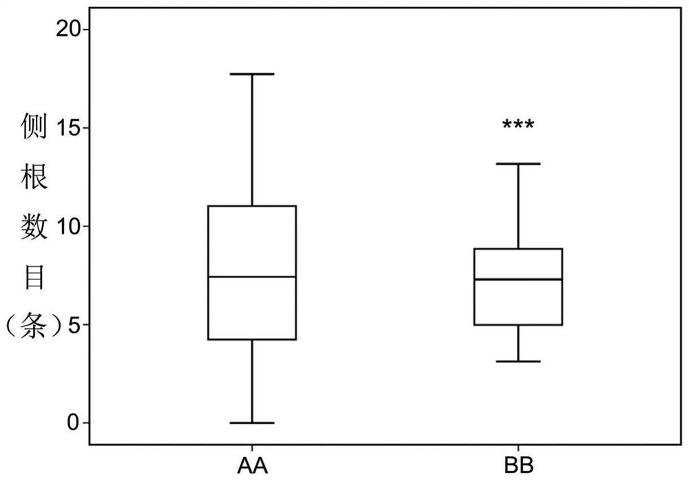 Molecular marker closely linked with major QTL (quantitative trait loci) of lateral root number in wheat seedling stage as well as detection primer and application of molecular marker