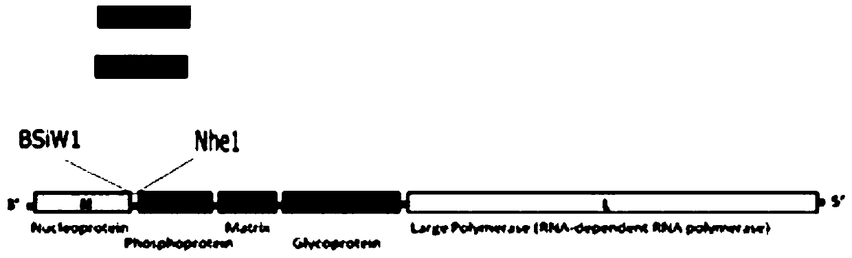 Recombinant rabies viruses in which canine distemper virus main immune genes are embedded and application of recombinant rabies viruses