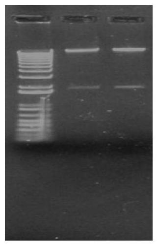 Recombinant rabies viruses in which canine distemper virus main immune genes are embedded and application of recombinant rabies viruses