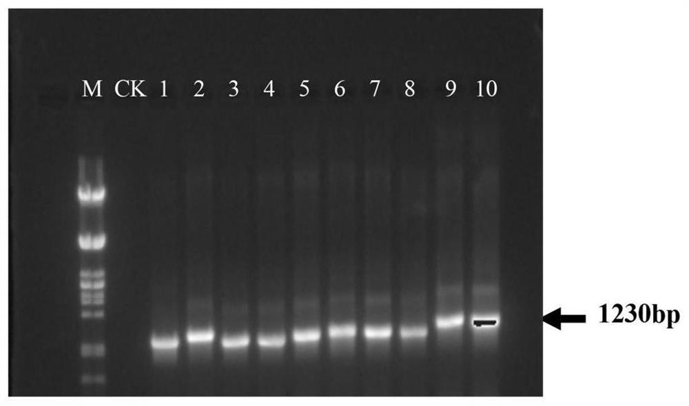 A method for improving plant resistance to insects and its plant expression vector