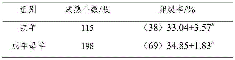 Method for lamb oocyte in-vitro fertilization culture