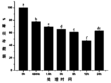 Construction method of oxidative damage model for muscle cell of beef cattle and application of oxidative damage model