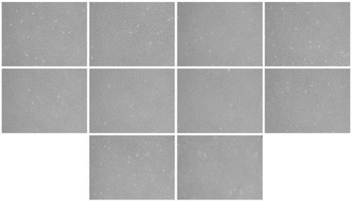 Construction method of oxidative damage model for muscle cell of beef cattle and application of oxidative damage model