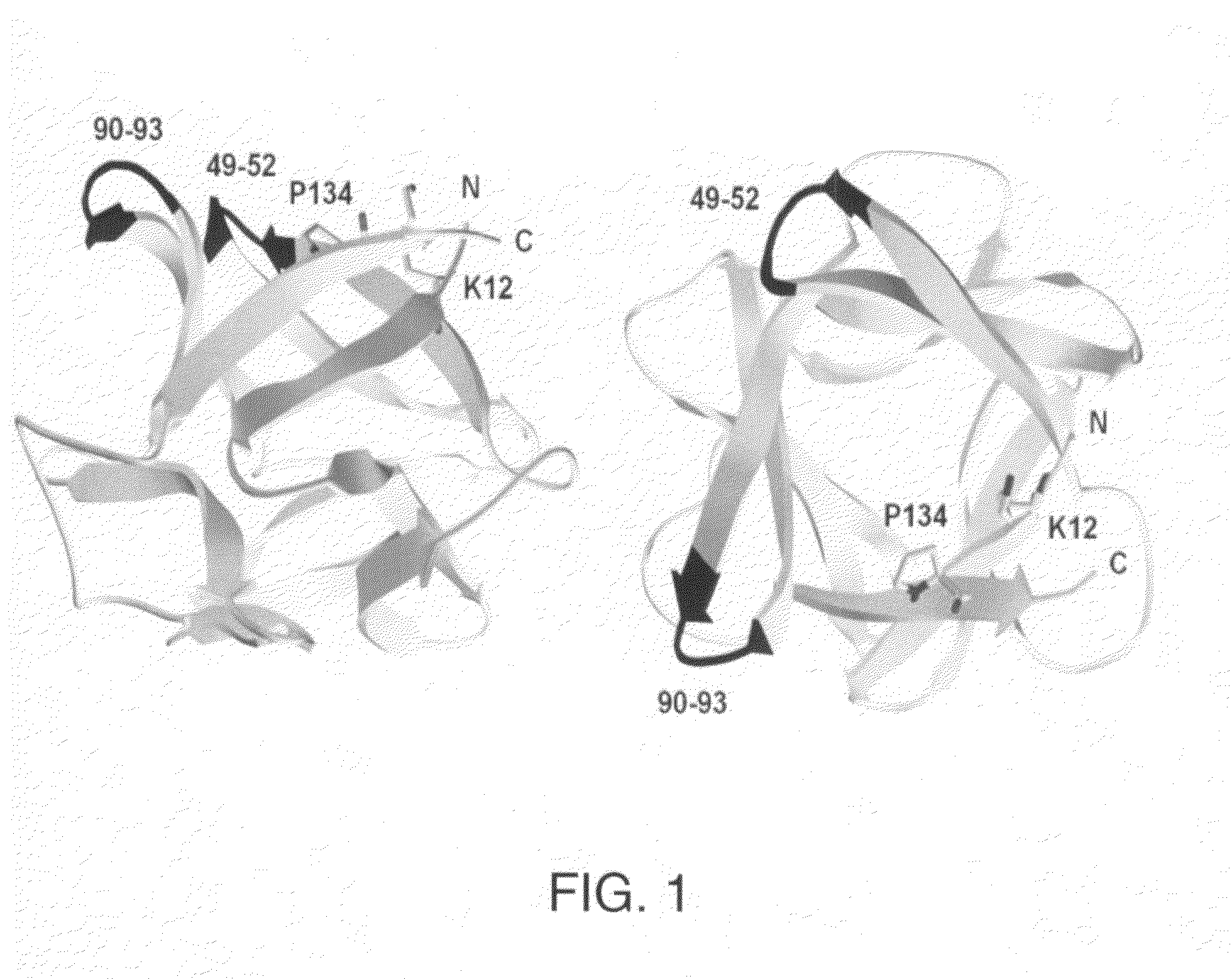 Mutant polypeptides of fibroblast growth factor 1