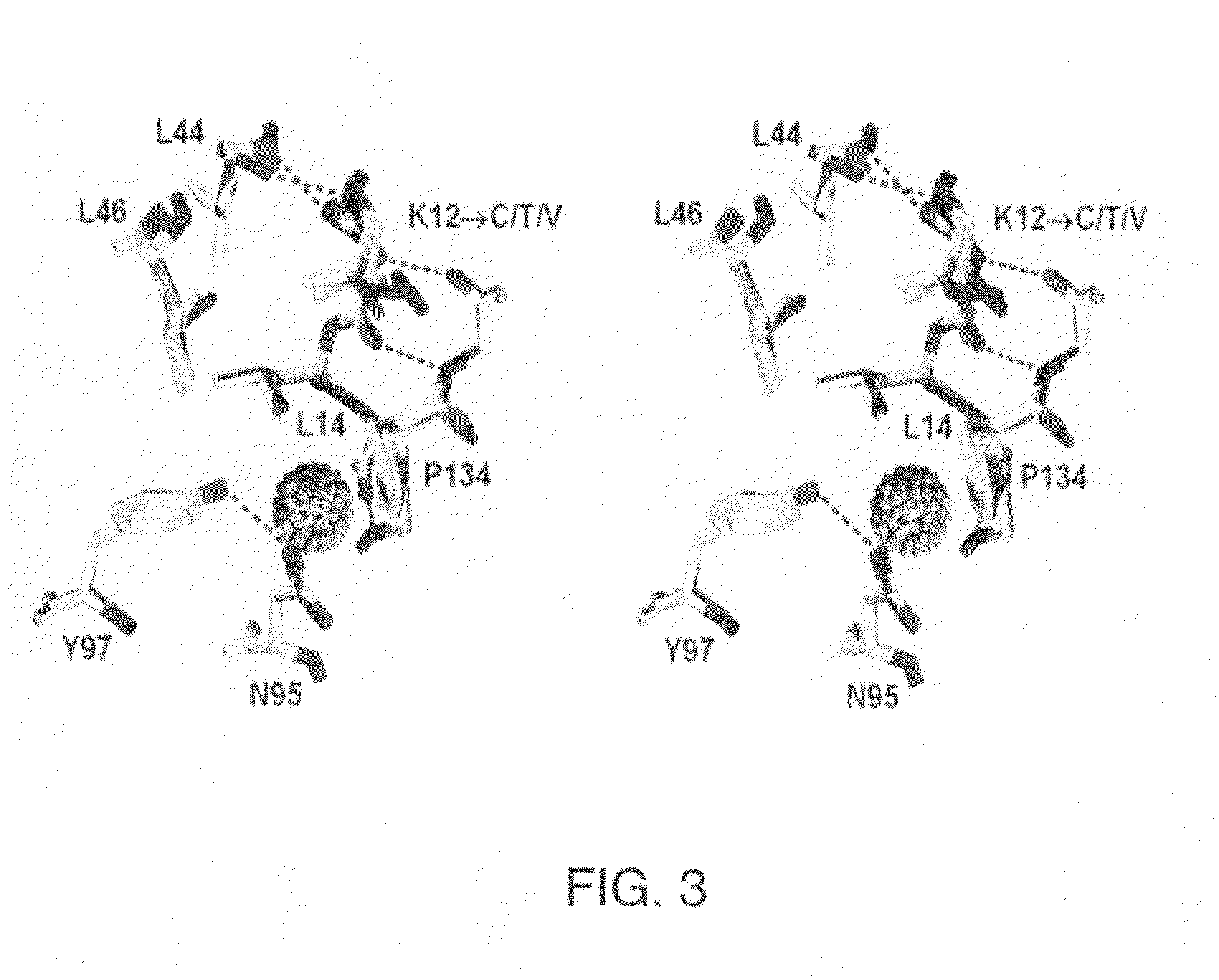 Mutant polypeptides of fibroblast growth factor 1