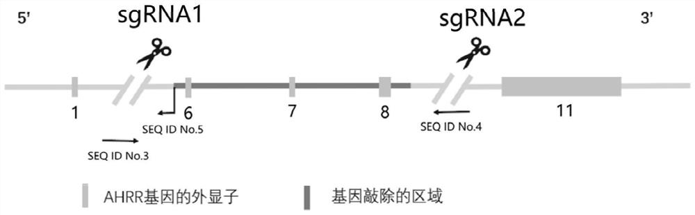 A sgRNA combination targeting ahrr gene and its application