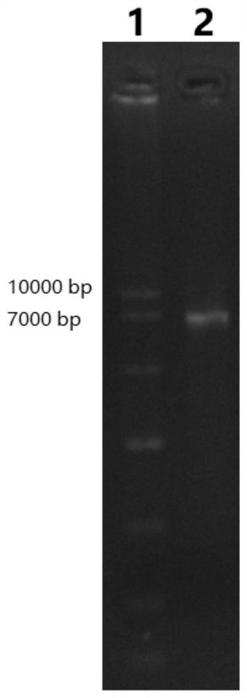 A sgRNA combination targeting ahrr gene and its application