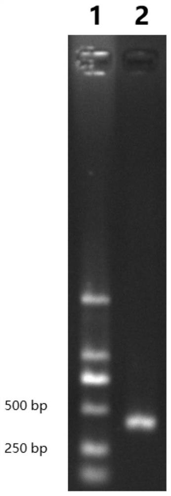 A sgRNA combination targeting ahrr gene and its application