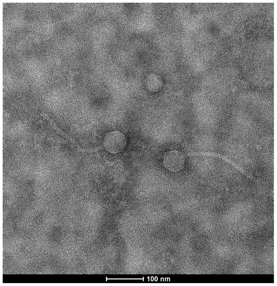 Nocardia cardia bacteriophage P3.2 and application thereof