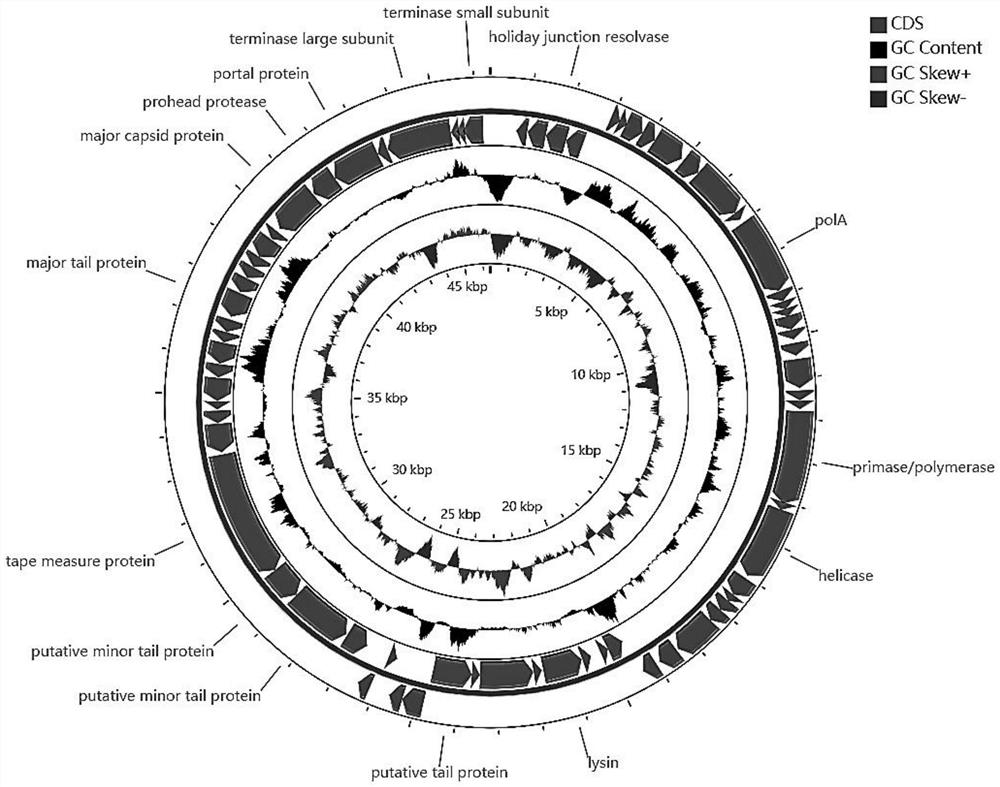 Nocardia cardia bacteriophage P3.2 and application thereof