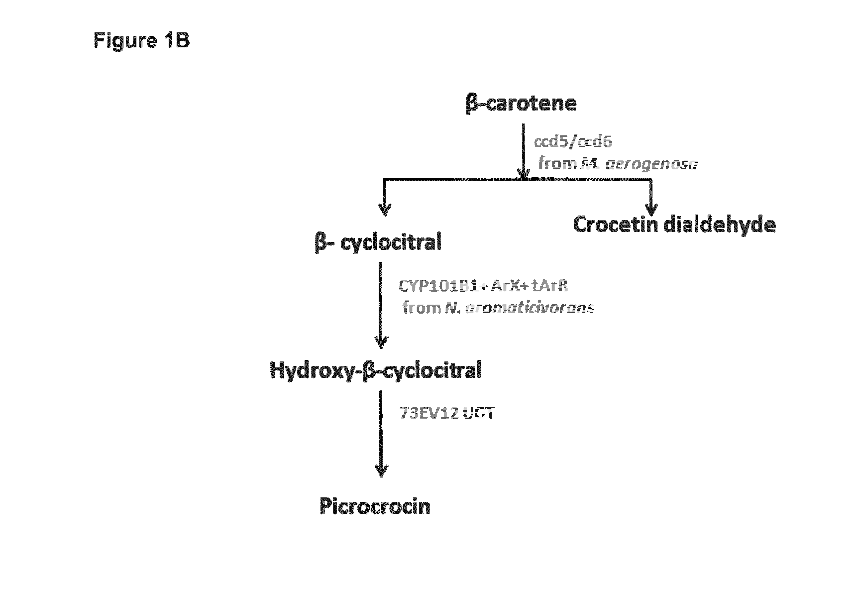 Methods for Recombinant Production of Saffron Compounds