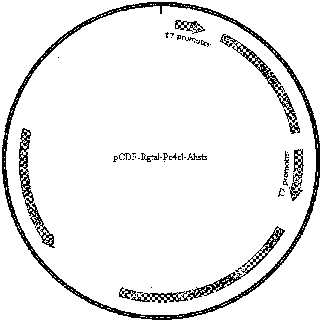 Biological method capable of increasing resveratrol accumulation amount