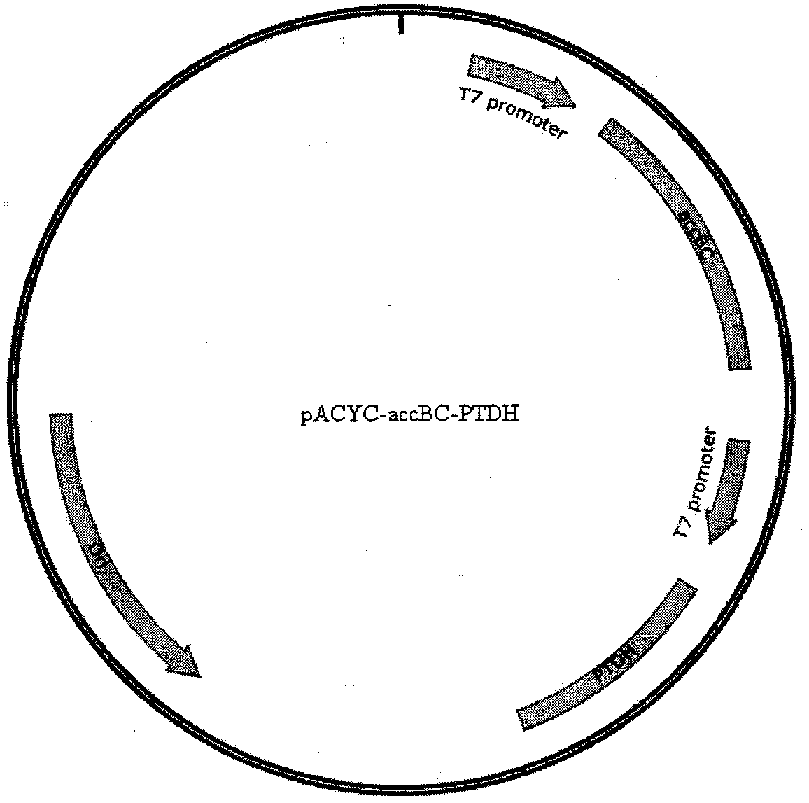 Biological method capable of increasing resveratrol accumulation amount