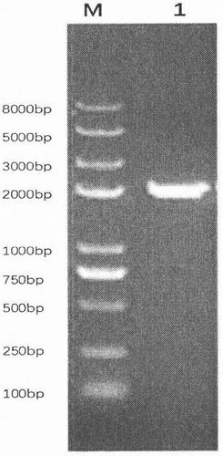 Biological method capable of increasing resveratrol accumulation amount