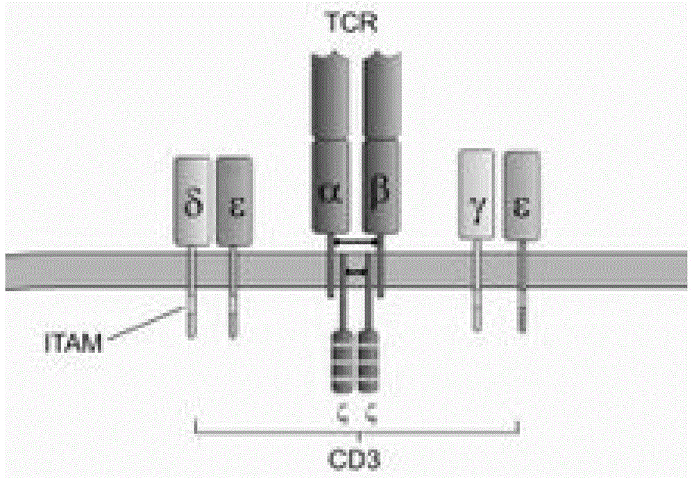 Construction method and application of bispecific antibody EpCAM*CD3