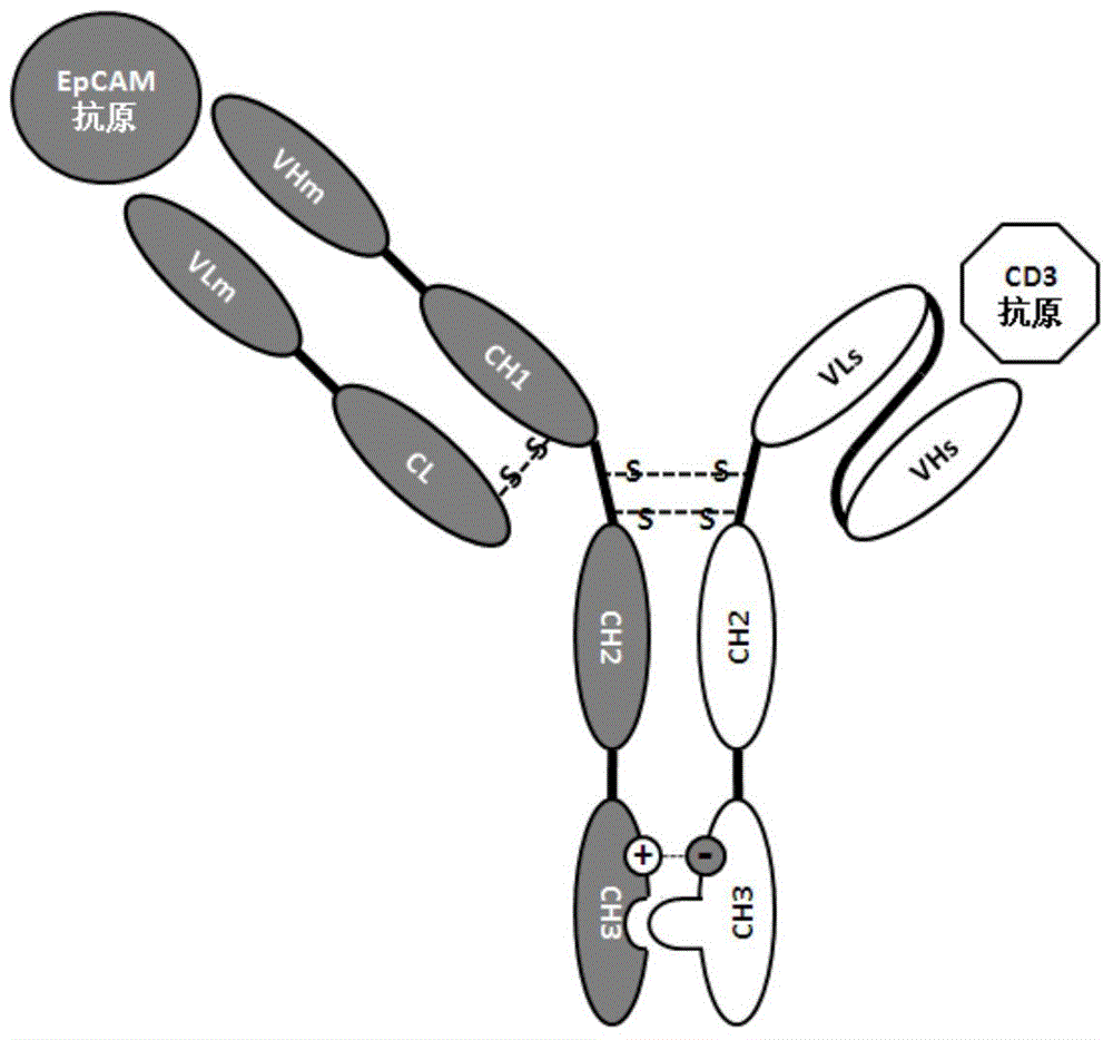 Construction method and application of bispecific antibody EpCAM*CD3