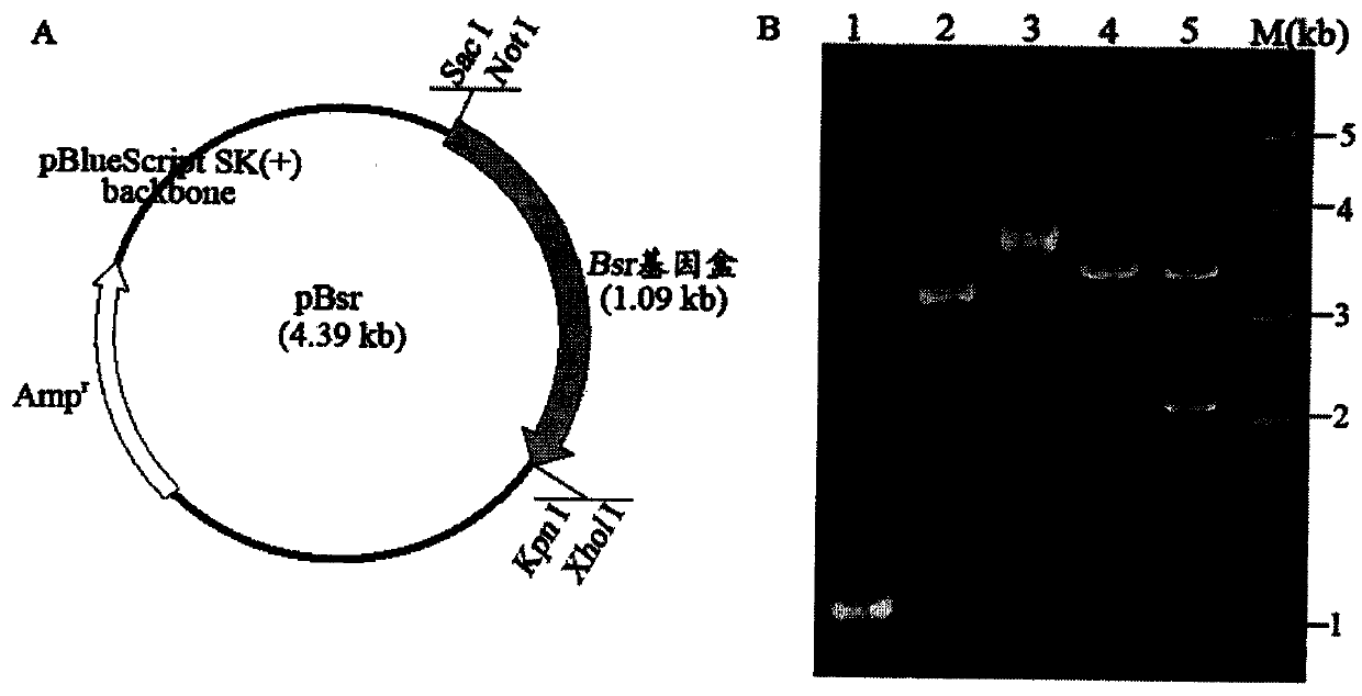 A method for constructing a multi-gene transfected Tetrahymena thermophila cell line and its application