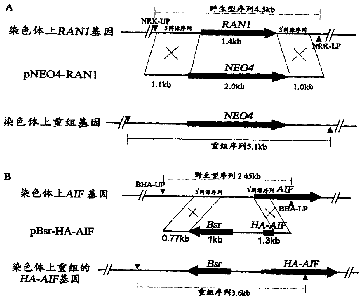 A method for constructing a multi-gene transfected Tetrahymena thermophila cell line and its application