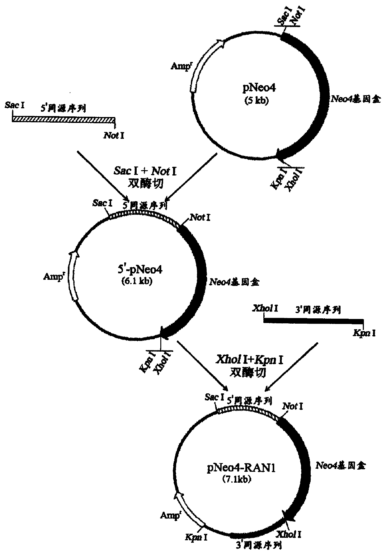 A method for constructing a multi-gene transfected Tetrahymena thermophila cell line and its application