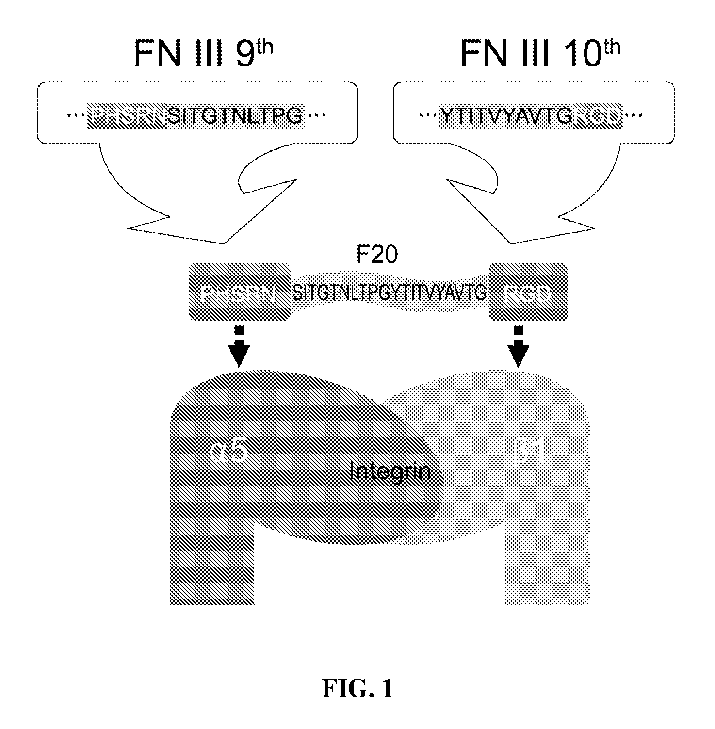 Composition of bone formation with PHSRN-RGD containing oligopeptide