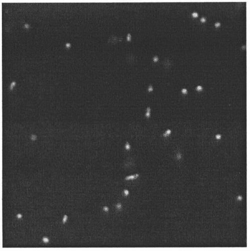 A method for preparing and regenerating protoplasts of Welan gum synthetic bacteria