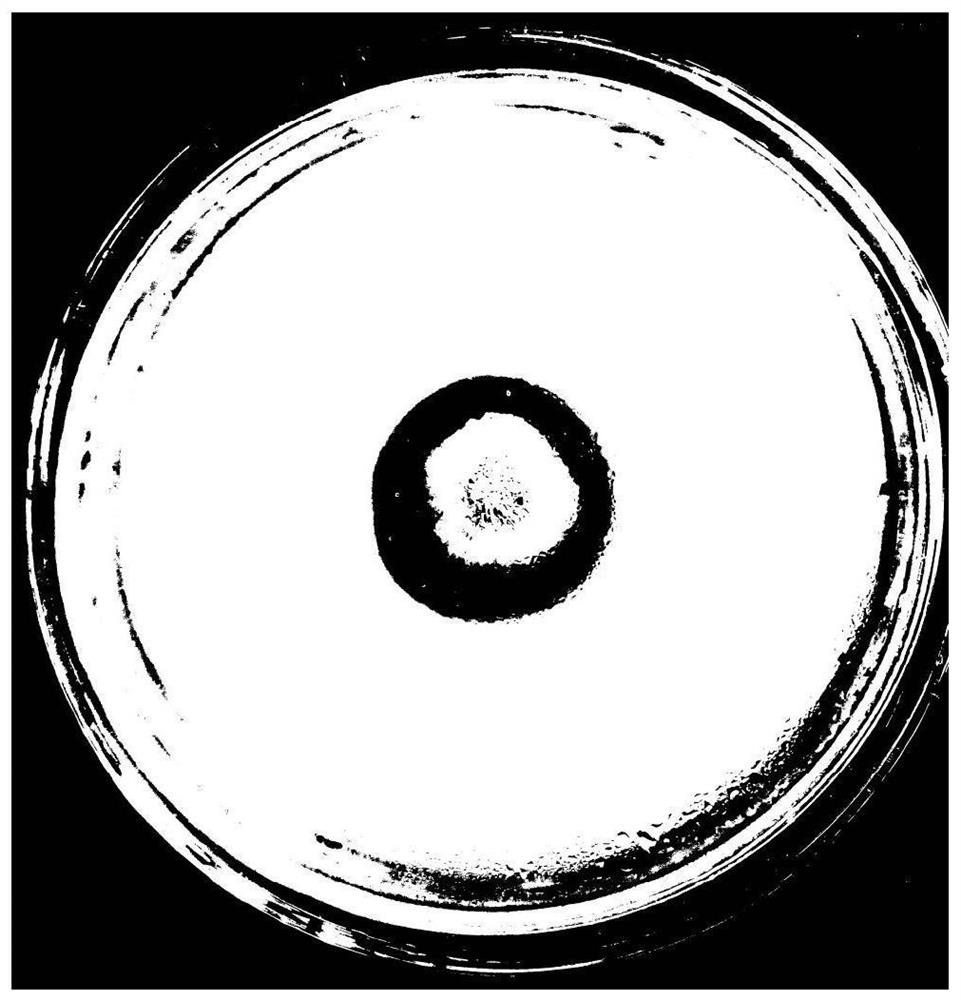 A kind of Penicillium phospholyticum psf and its application