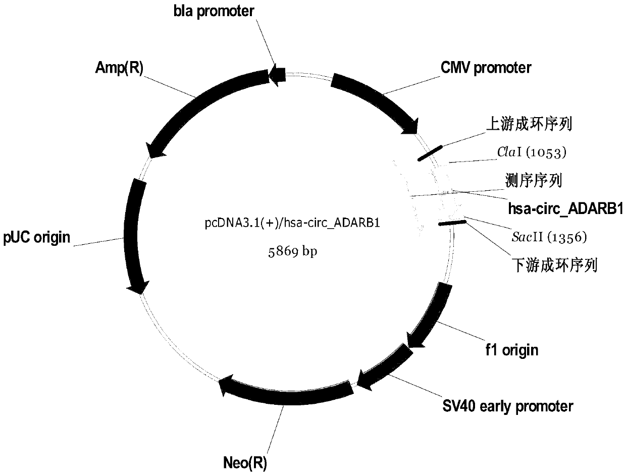 Application of circ_ADARB1 in preparing nasopharyngeal carcinoma therapeutic preparation and therapeutic preparation