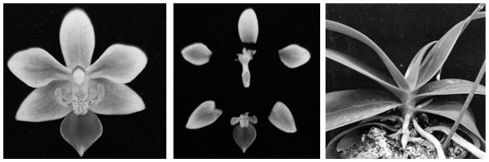 Gene PeMYB4 sequence for regulating and controlling petal color of phalaenopsis equestris and application thereof