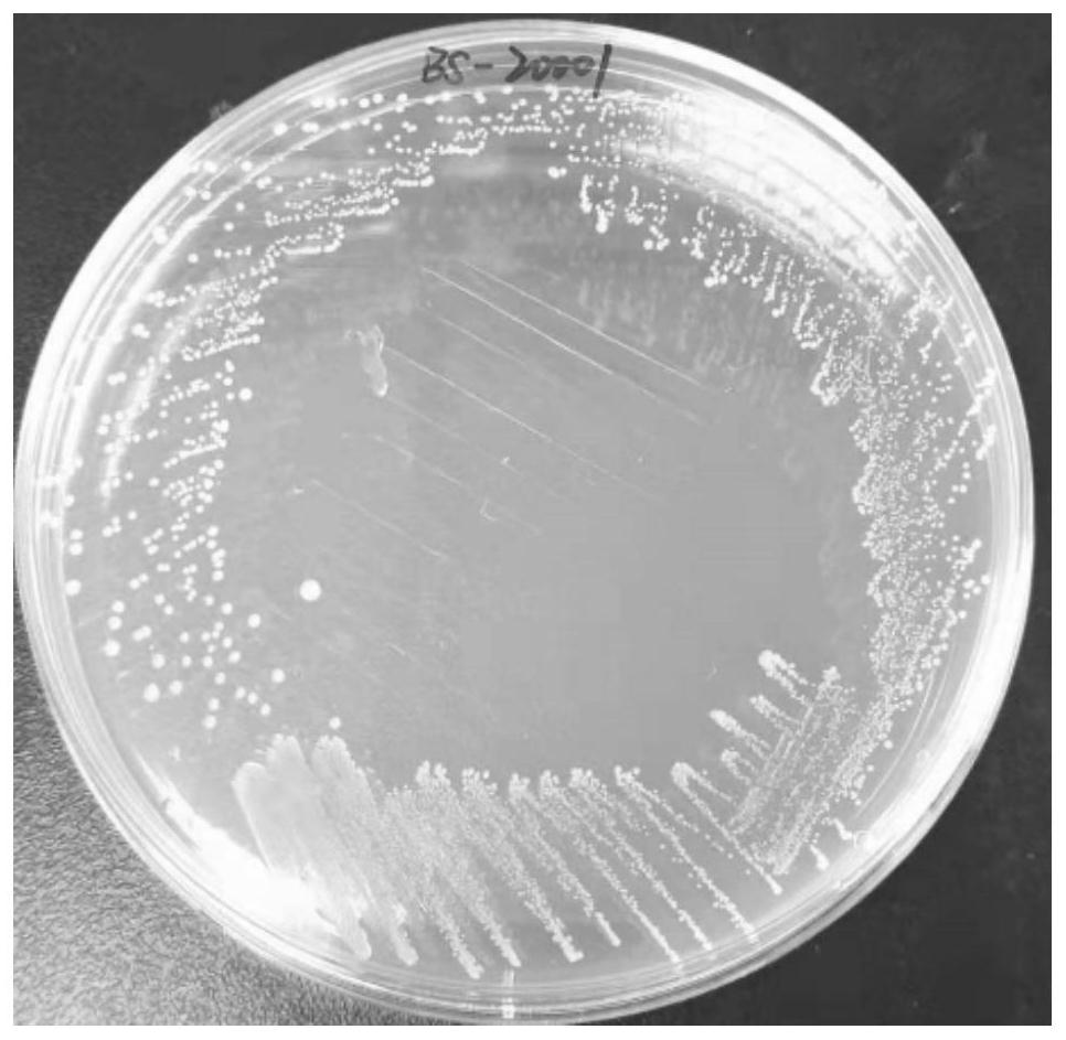 A strong lytic Staphylococcus aureus phage rdp-sr-20001 and its application