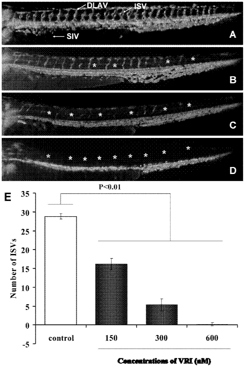 Zebra fish vascular injury model for screening vascular injury resisting medicament as well as building method and application thereof