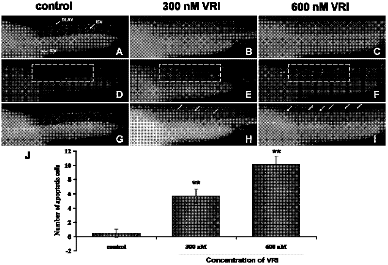 Zebra fish vascular injury model for screening vascular injury resisting medicament as well as building method and application thereof