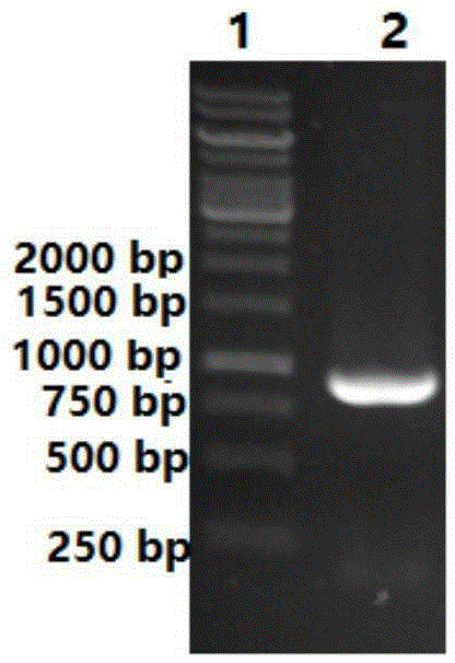 Short-chain dehydrogenase, gene of short-chain dehydrogenase, recombinant expression vector, genetically engineered bacterium and application