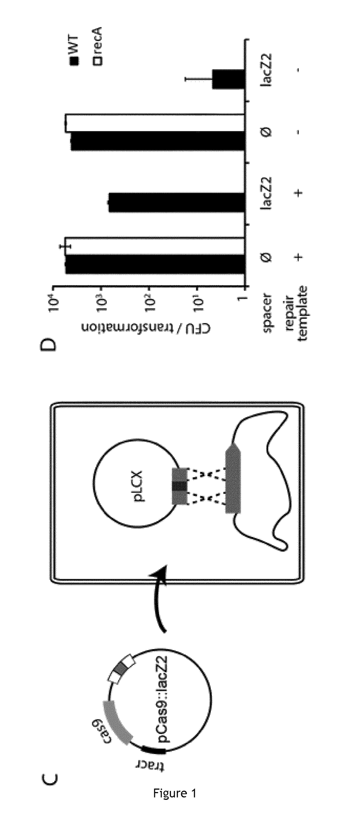 Improving sequence-specific antimicrobials by blocking DNA repair