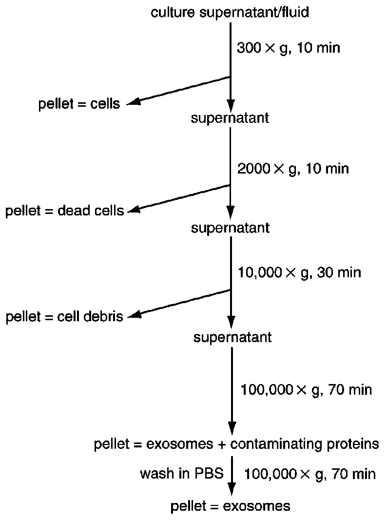 Monocyte source exosome preparation applied to osteogenic differentiation of mesenchymal stem cells