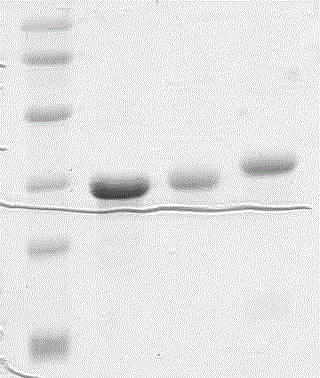 Varicella-zoster virus gE antigen and application thereof in detection of anti-varicella-zoster virus antibody