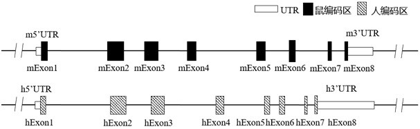 Construction method of CD155 gene humanized non-human animal and application