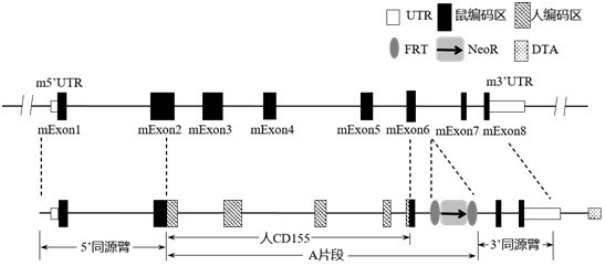 Construction method of CD155 gene humanized non-human animal and application