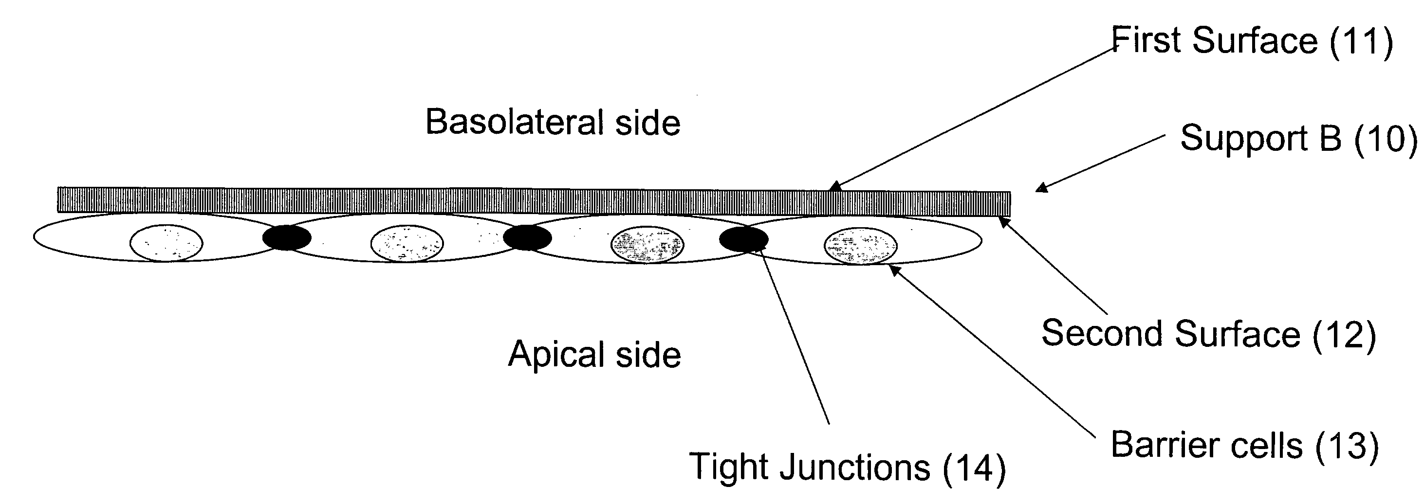 Cell Permeability Assay in a Living Array of Multiple Cell Types and Multiple Layers of a Porous Substrate