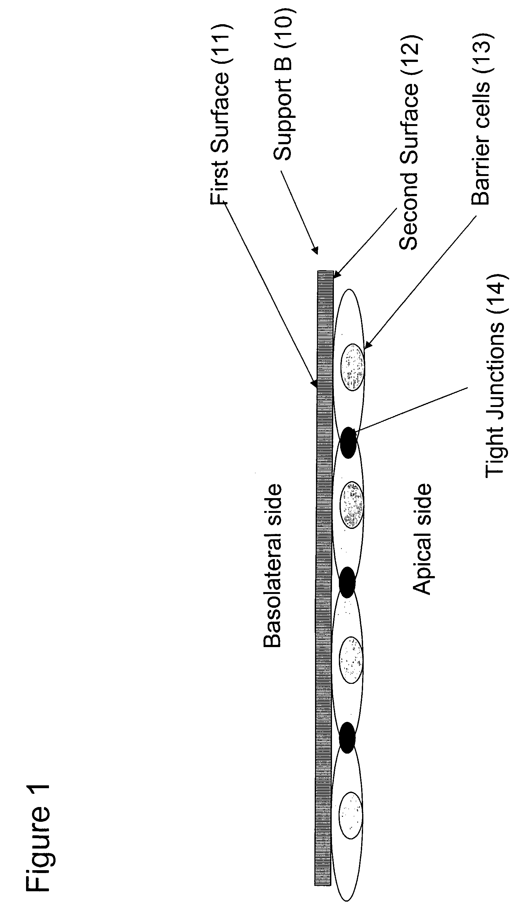 Cell Permeability Assay in a Living Array of Multiple Cell Types and Multiple Layers of a Porous Substrate