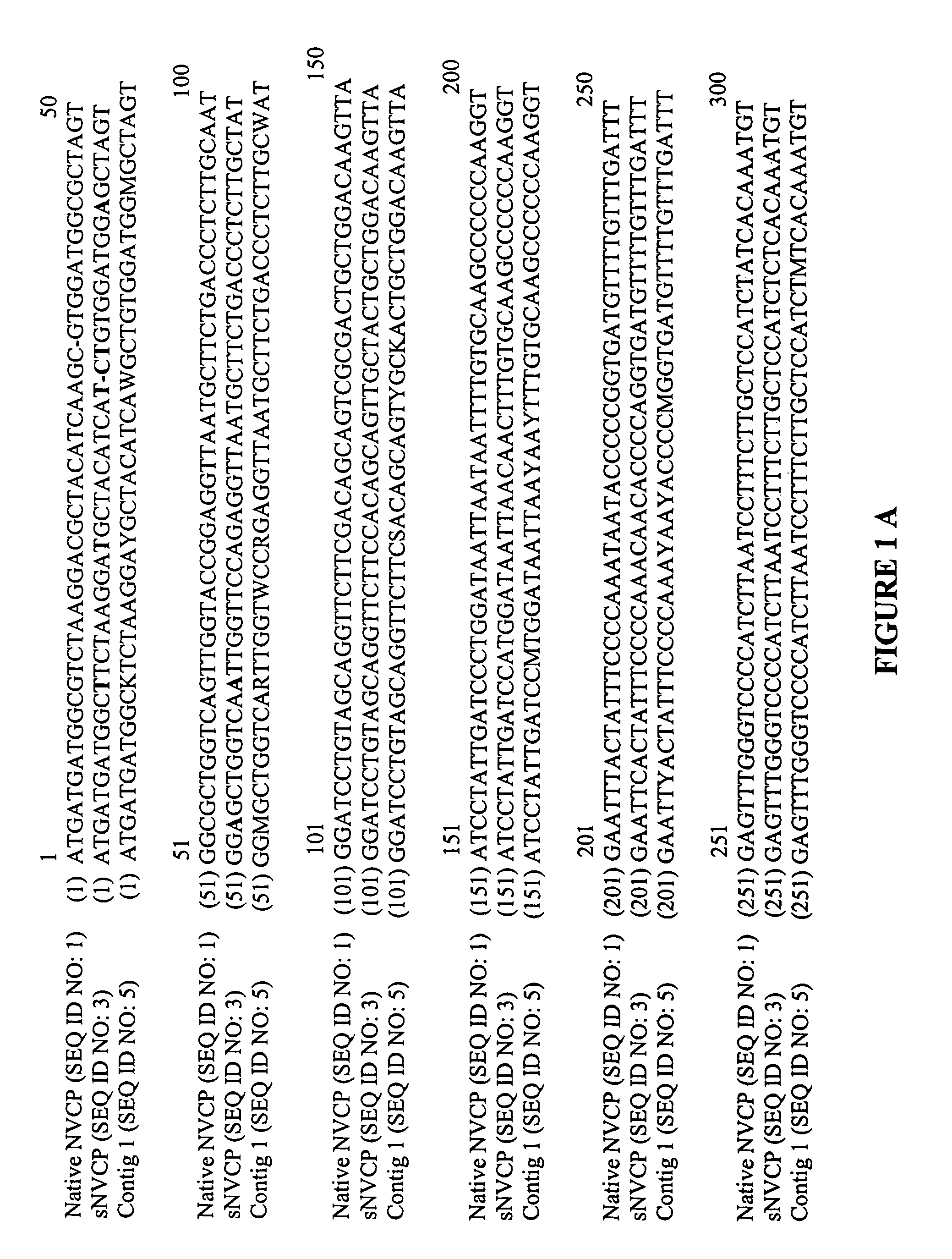 Vectors and methods for immunization against norovirus using transgenic plants