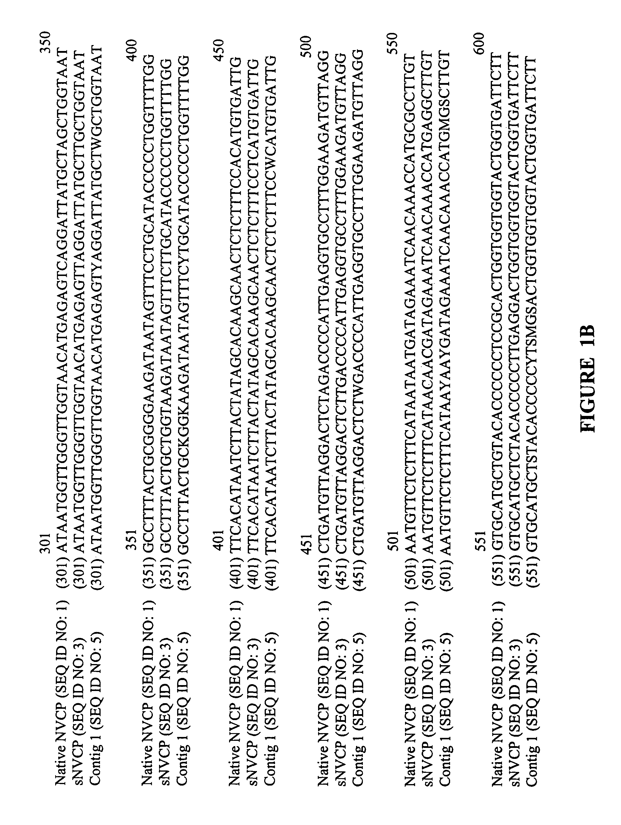 Vectors and methods for immunization against norovirus using transgenic plants