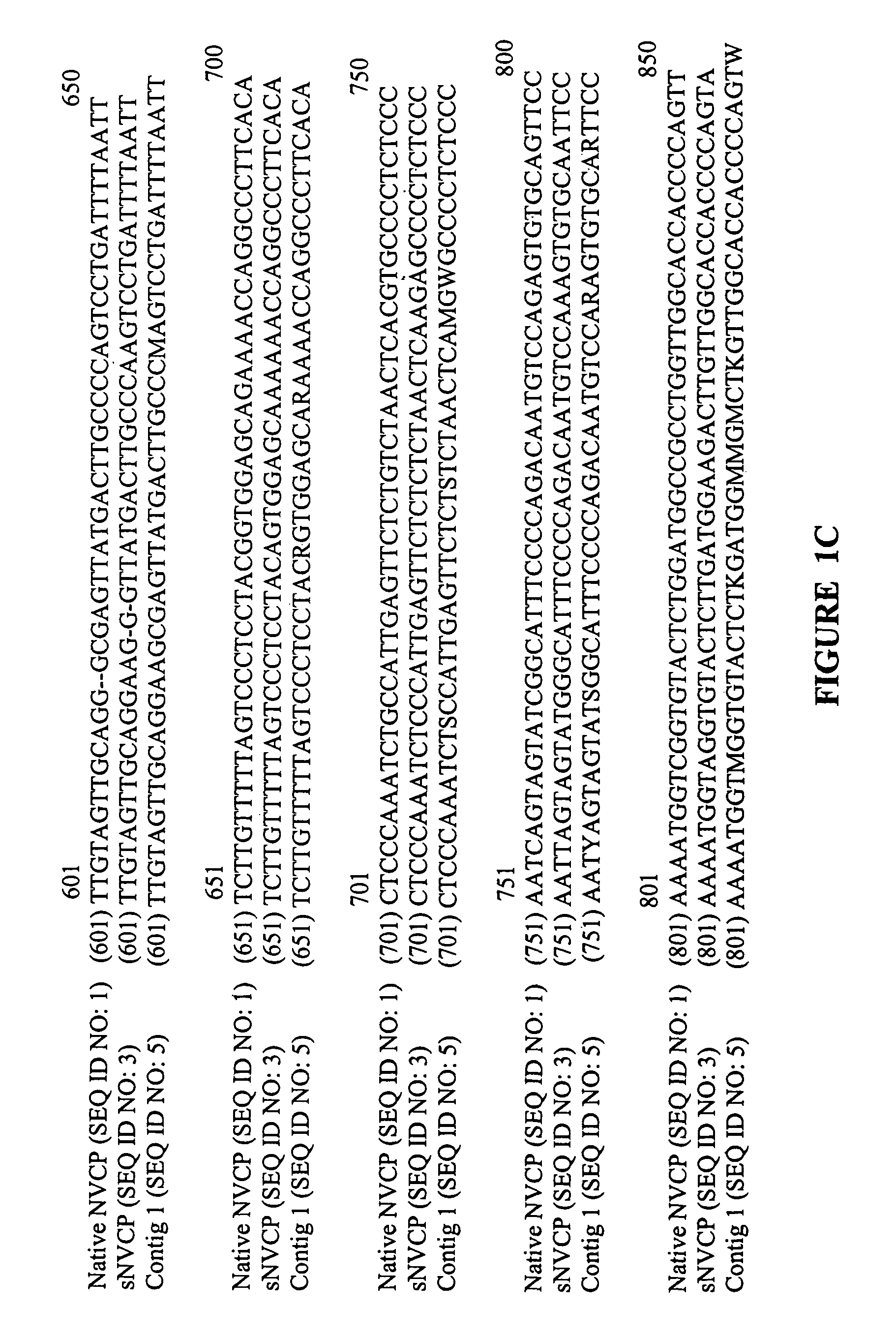 Vectors and methods for immunization against norovirus using transgenic plants